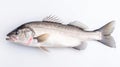 A fresh sea bass fish isolated on white background. Sea bass fish. Generative Ai