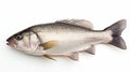 A fresh sea bass fish isolated on white background. Sea bass fish. Generative Ai Royalty Free Stock Photo