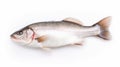 A fresh sea bass fish isolated on white background. Sea bass fish. Generative Ai Royalty Free Stock Photo