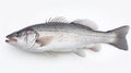 A fresh sea bass fish isolated on white background. Sea bass fish. Generative Ai Royalty Free Stock Photo