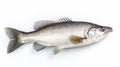 A fresh sea bass fish isolated on white background. Sea bass fish. Generative Ai Royalty Free Stock Photo