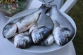 Fresh sea breams in plate stock photo