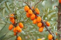 Fresh sea buckthorn growing on branch in fall nature