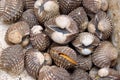 Fresh sea cockles clams display for sale at seafood market or Thai street food