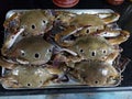 Fresh sea crabs are on the tray ready for prepration. Royalty Free Stock Photo