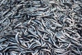 Fresh sea fish anchovy Engraulis encrasicolus on the counter of the fish market.