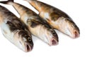 Fresh sea fish Arabesque greenling bass Royalty Free Stock Photo