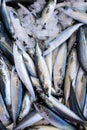 Fresh sea fish hooked. smelt Royalty Free Stock Photo