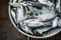 fresh sea fish with ice freshly caught Royalty Free Stock Photo