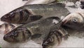 Fresh sea fish in ice on mercat de la boqueria Barcelona