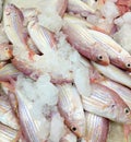 fresh sea fish with ice on the stall Royalty Free Stock Photo