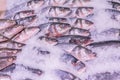 Fresh sea fish in the ice in the store. Clese up of frozen fish. Fresh fishes on ice in open market Royalty Free Stock Photo