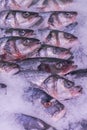 Fresh sea fish in the ice in the store. Clese up of frozen fish. Fresh fishes on ice in open market. vertical photo Royalty Free Stock Photo