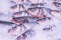 Fresh sea fish in the ice in the store. Clese up of frozen fish. Fresh fishes on ice in open market. Royalty Free Stock Photo