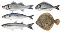 Fresh sea fish. Isolated set on a white background. Sea bass, dorado, mackerel, mullet, turbot Royalty Free Stock Photo