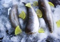 Fresh sea fish and lemon peces on ice surface. Royalty Free Stock Photo