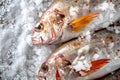 Fresh sea fish lies on the ice. Royalty Free Stock Photo