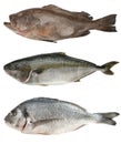 Fresh sea fish set. Grouper, Tuna, Dorado isolated on white Royalty Free Stock Photo