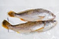 Fresh sea fish Royalty Free Stock Photo