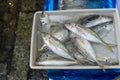 Fresh sea fishe on dish with iced in foam box on shelf of seafood shop, the tsukiji fish market, japan