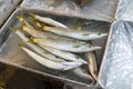 Fresh sea fishe on dish with iced in foam box on shelf of seafood shop, the tsukiji fish market, japan