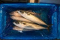 Fresh sea fishes in boxes, Longtail tuna, Thunnus tonggol.