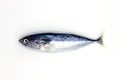 Fresh sea sardine on white background, sea food cooking top view photo. Single mackerel or sardine isolated Royalty Free Stock Photo