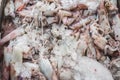 Fresh sea squid in market on Greek island Kalymnos