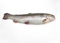 FRESH SEA TROUT salmo trutta trutta AGAINST WHITE BACKGROUND