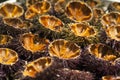 Fresh sea urchins cut in half on platter