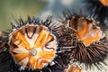 Fresh sea urchins, ricci di mare, on a rock, close up. A typical dish of Salento, Puglia, is eaten raw with bread, seafood