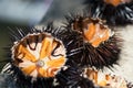 Fresh sea urchins, ricci di mare, on a rock, close up. A typical dish of Salento, Puglia, is eaten raw with bread, seafood