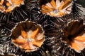 Fresh sea urchins, ricci di mare, on a rock, close up. A typical dish of Salento, Puglia, is eaten raw with bread, seafood