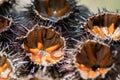 Fresh sea urchins, ricci di mare, on a rock, close up. A typical dish of Salento, Puglia, is eaten raw with bread, seafood