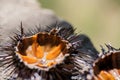 Fresh sea urchins, ricci di mare, on a rock, close up. A typical dish of Salento, Puglia, is eaten raw with bread, seafood