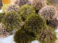 Fresh sea urchins various color on dish and still alive. Uni seafood.