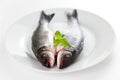 Fresh seabass Royalty Free Stock Photo