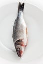 Fresh seabass Royalty Free Stock Photo