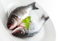 Fresh seabass Royalty Free Stock Photo