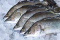 Fresh Seabass Royalty Free Stock Photo