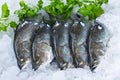 Fresh Seabass Royalty Free Stock Photo