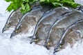 Fresh Seabass Royalty Free Stock Photo