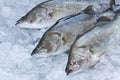 Fresh Seabass Royalty Free Stock Photo