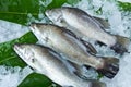 Fresh Seabass chilled on ice Royalty Free Stock Photo