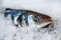 Fresh seabass Dicentrarchus labrax Royalty Free Stock Photo
