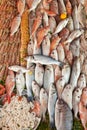Fresh seafood background Royalty Free Stock Photo