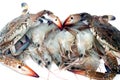 Fresh Seafood background, stack of fresh shrimp and crabs ready to be cooked, seafood cuisine