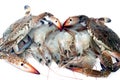 Fresh Seafood background, stack of fresh shrimp and crabs ready to be cooked, seafood cuisine