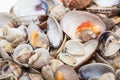 Fresh seafood, clams and cockles prepared Royalty Free Stock Photo