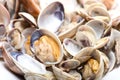 Fresh seafood, clams and cockles prepared Royalty Free Stock Photo